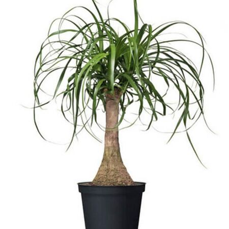 Ponytail, Palm Seed image number null